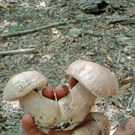 Casa Natura Gargano Monte Sant'Angelo